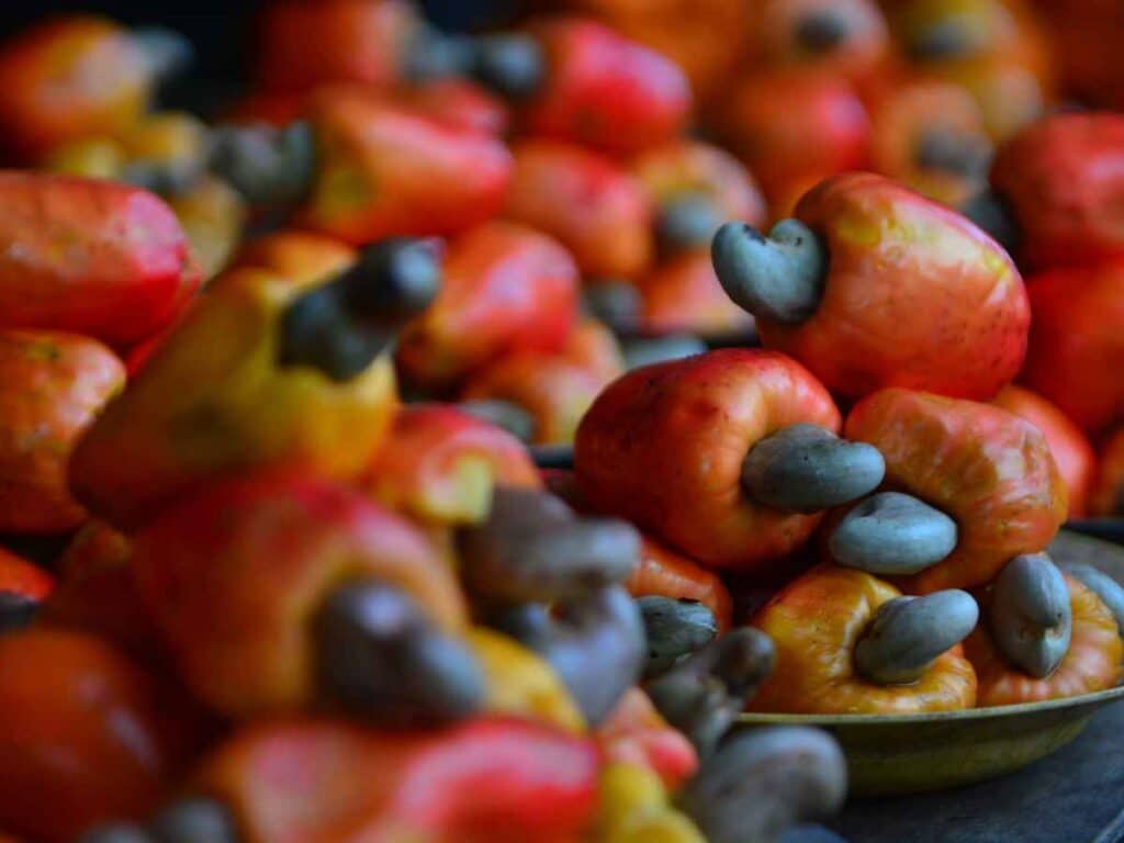 Vários cajus frescos, com coloração entre o amarelo e o vermelho, dispostos em pilhas sobre recipientes em uma feira.