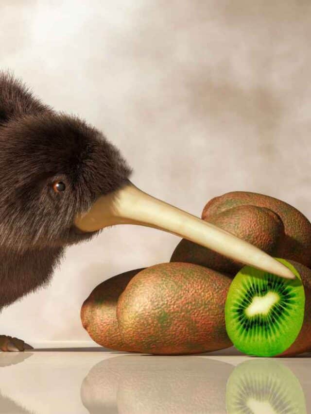 cropped kiwi fruta e ave canva.jpg